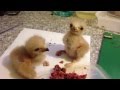 Baby Harris Hawks Fighting