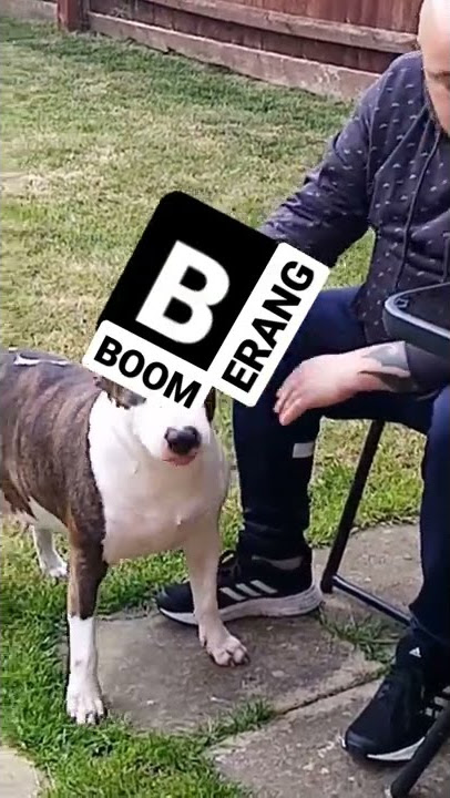 Boomerang ID (2021-present)