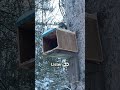 Nut Time at the Squirrel House 🐿️