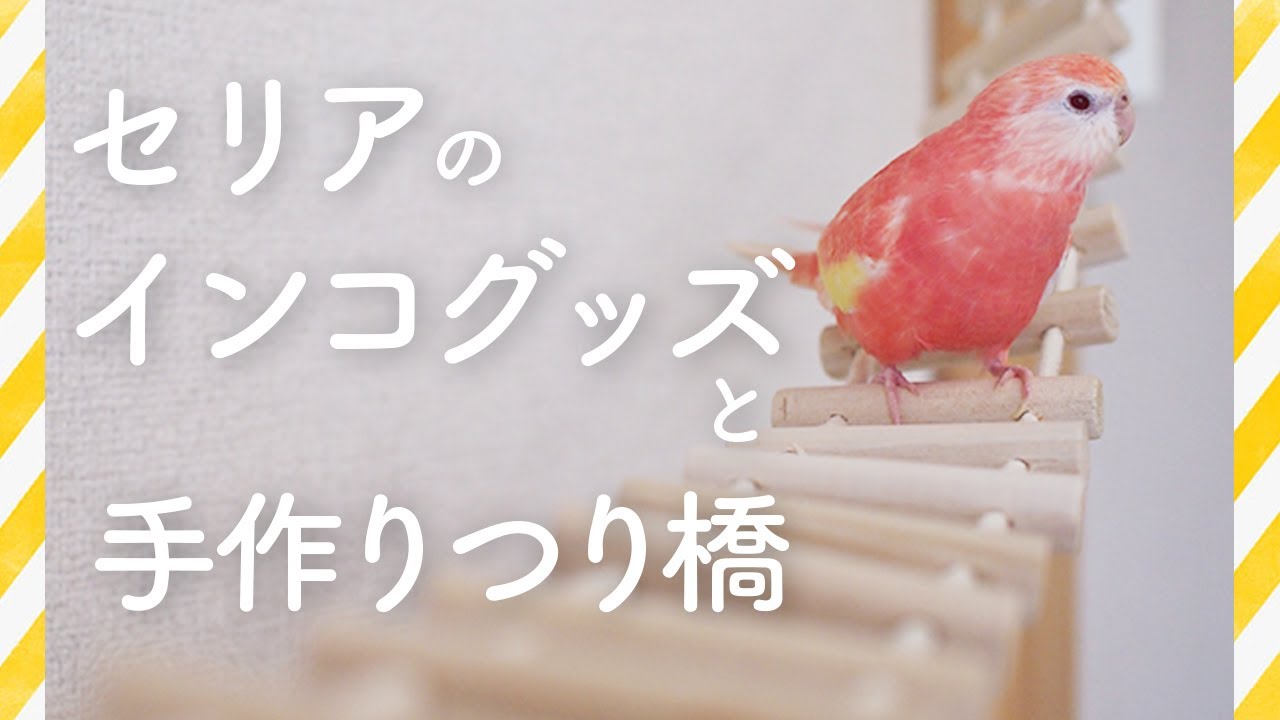 セリアのインコグッズいろいろ | セリアの材料300円分でつり橋を作って