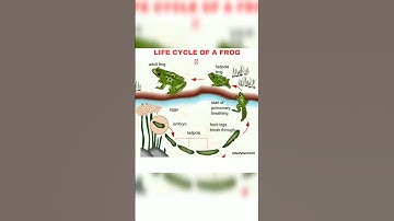#life cycle of a frog 🐸 🐸🐸 #shorts #viral