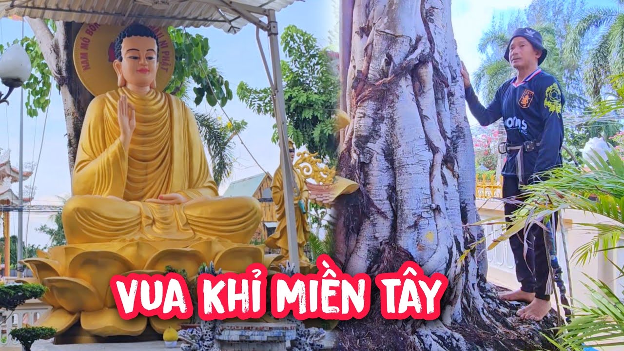 Vua Khỉ cưa cây Bồ Đề có nhánh trùm lên Tượng Phật tại Cần Đước, Long An.