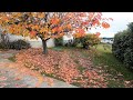 Neglected autumn lawn  garden restoration  satisfying lawn care