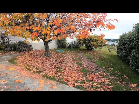 NEGLECTED Autumn Lawn & GARDEN RESTORATION | Satisfying Lawn Care