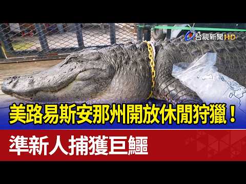 Louisiana Reopens Recreational Alligator Hunting! Engaged Couple Bags Massive Gator