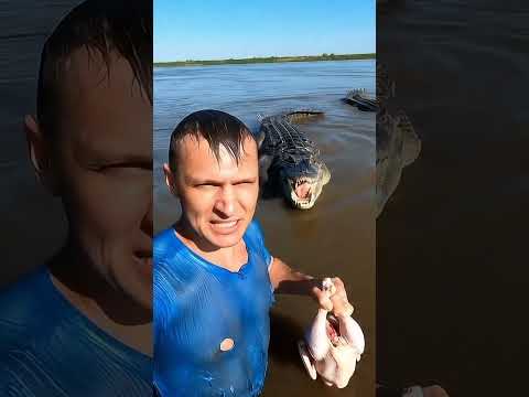Палочная ловушка: как крокодил обманывает птиц #крокодил #охота #камоуфляж #природа