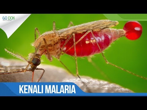 Video: Cara Mengobati Malaria: 13 Langkah (Dengan Gambar)