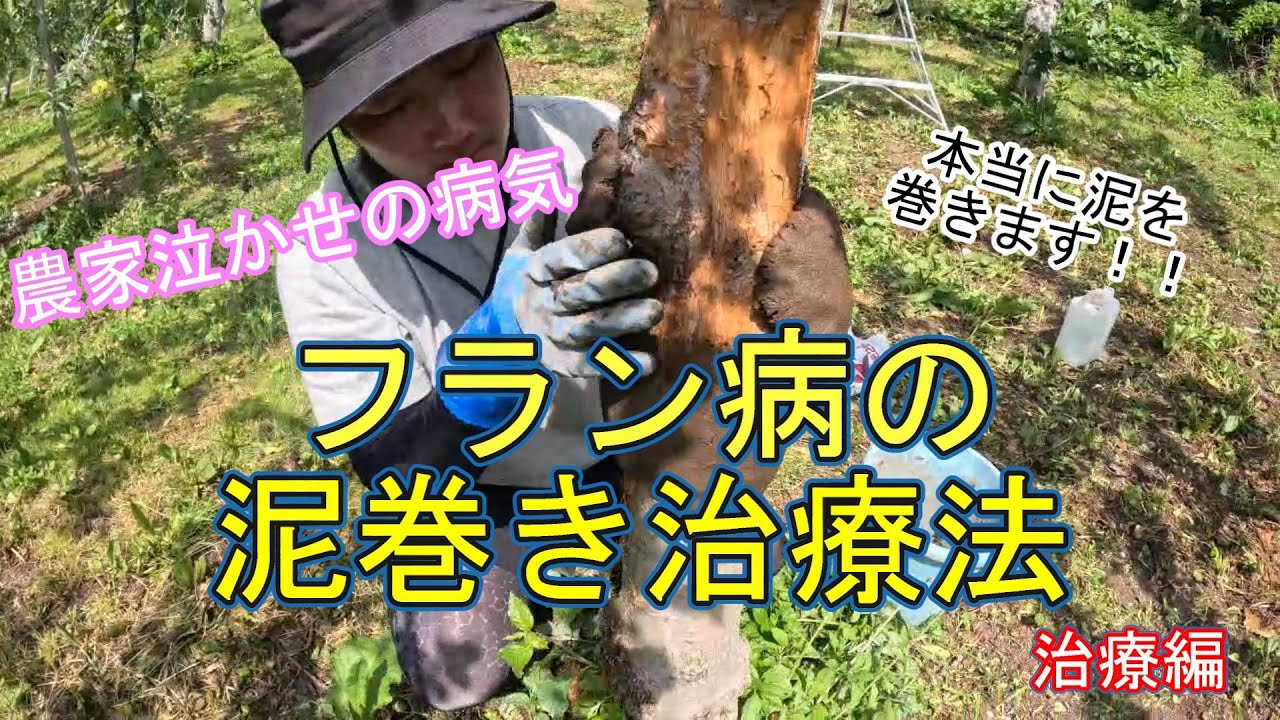 泥を使ってフラン病を治す！フラン病の泥巻き治療法（治療編）