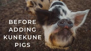 5 Things WE WISH WE KNEW BEFORE Getting KuneKune Pigs