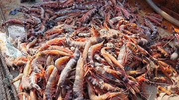 Hôm Nay Được Mẽ Tôm Sắt Và Bữa Cơm Cá Ngát Nấu Canh Chua Ăn Thiệt Đã l Biển Đục