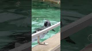 Bubble Party!  #animals #seal #sealions #enrichment