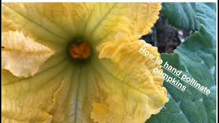 How to hand pollinate pumpkin flowers