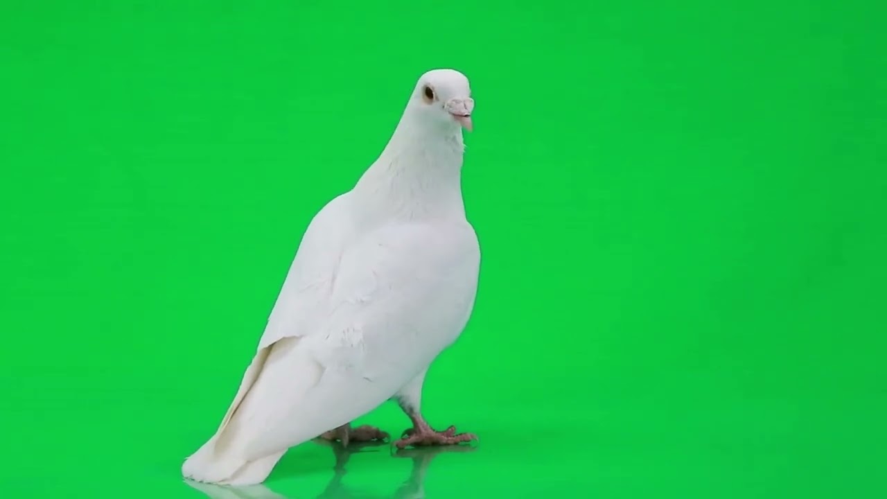 Pigeon - Green Screen - Copyright Free Video