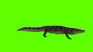 Crocodile Green Screen Charactercopyright Freegreen Screen Affect