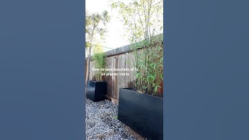 Filing cabinets free, soil $15, bamboo $30