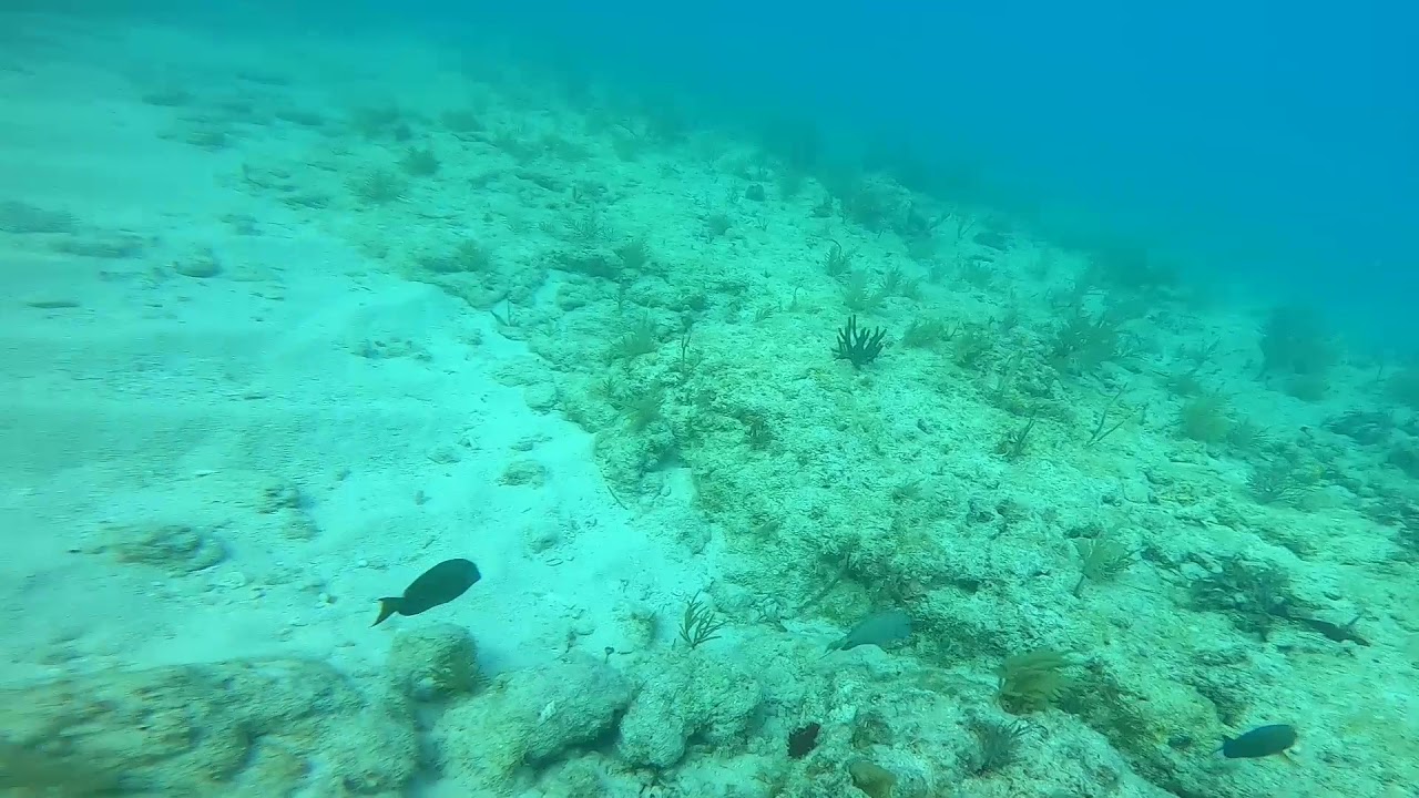 Pathos sniper roller speargun