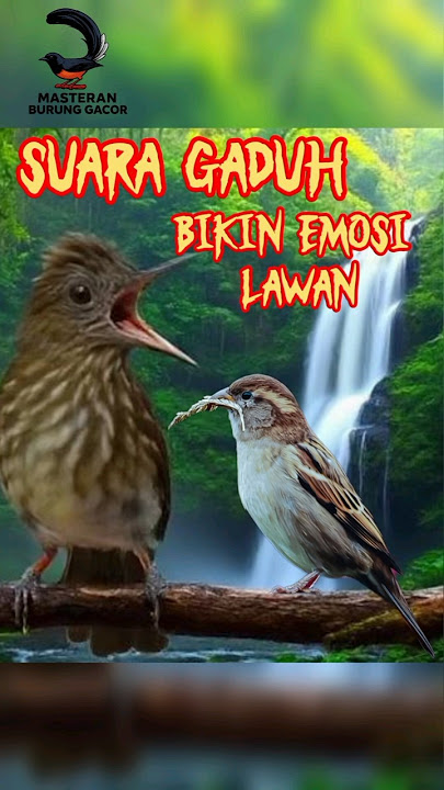 Suara Burung Siri-Siri & Gereja Tarung 🔥 #Shorts