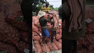 how to West Bengal Malda potato wholesaler today price 03/05/2026 🥔update #allu#potato#viral#sorts