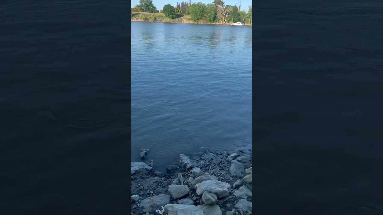 Sacramento River, California Striper Fishing | The Striper Show #sacramentoriver #fishing #bass