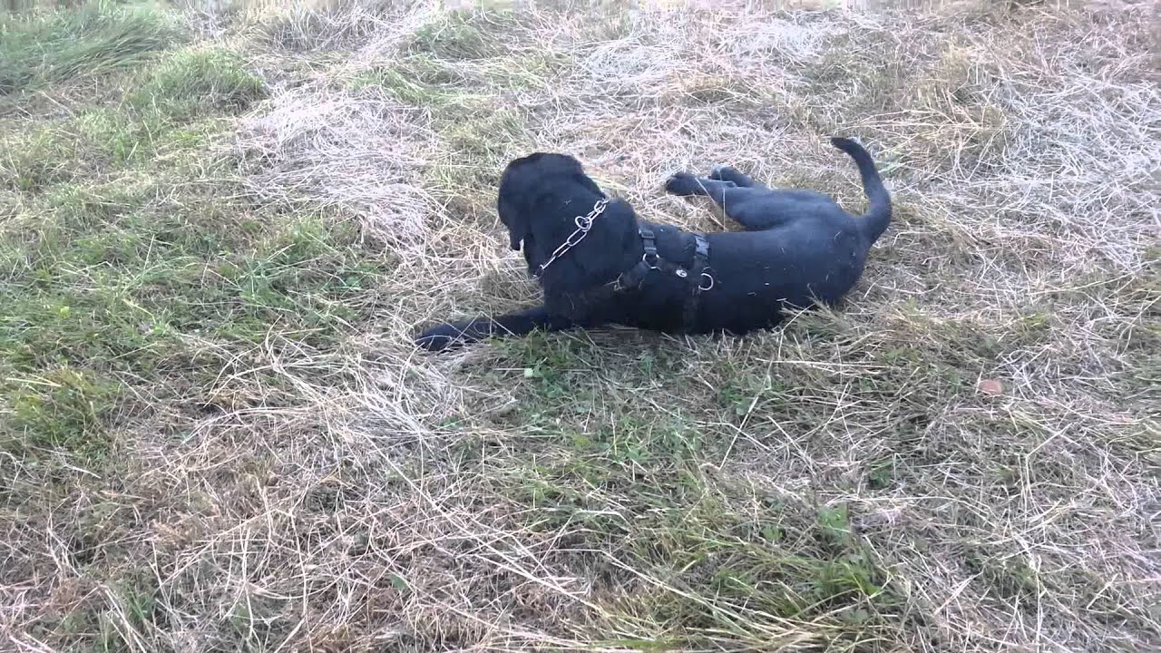 Che bello rotolarsi nell'erba.