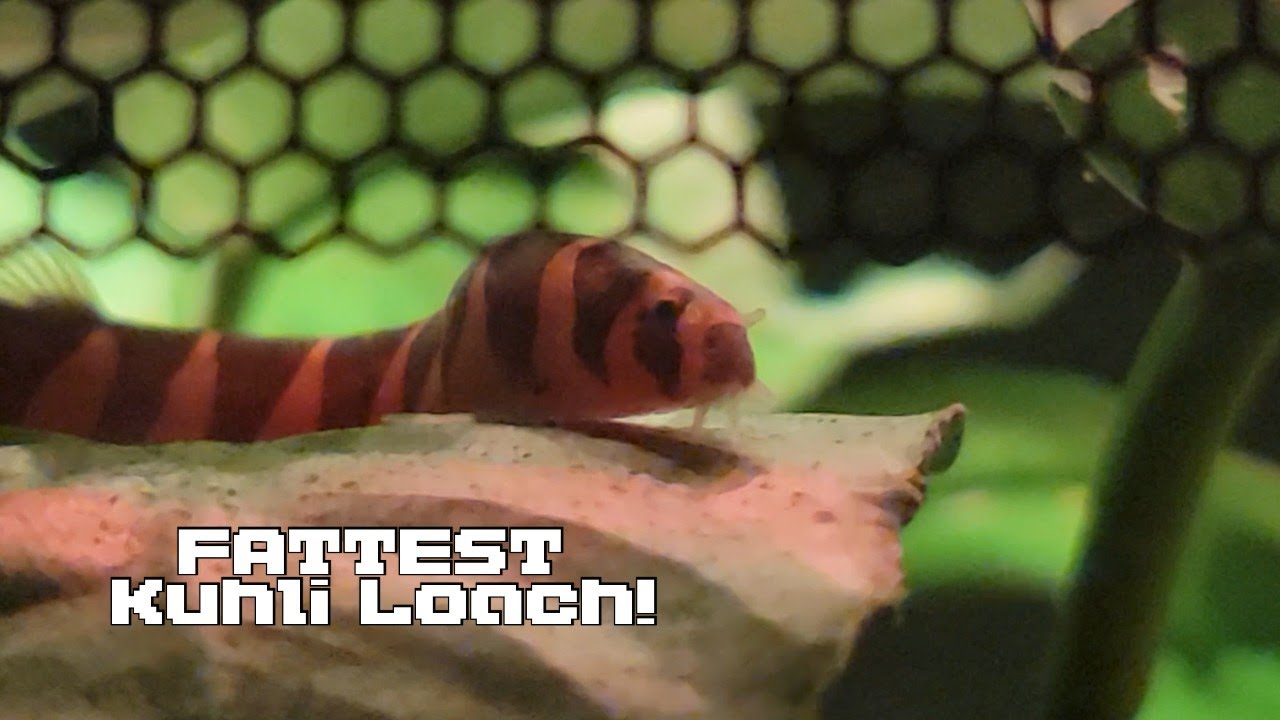 The Amazing FAT Kuhli Loach! Kuhli Loach Facts, Care & Comical Experiences!