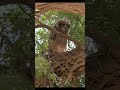 Owl, Kgalagadi Transfrontier Park #shorts