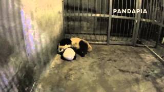 pandapia 20140327-月亮室內-星雅帶雅二3