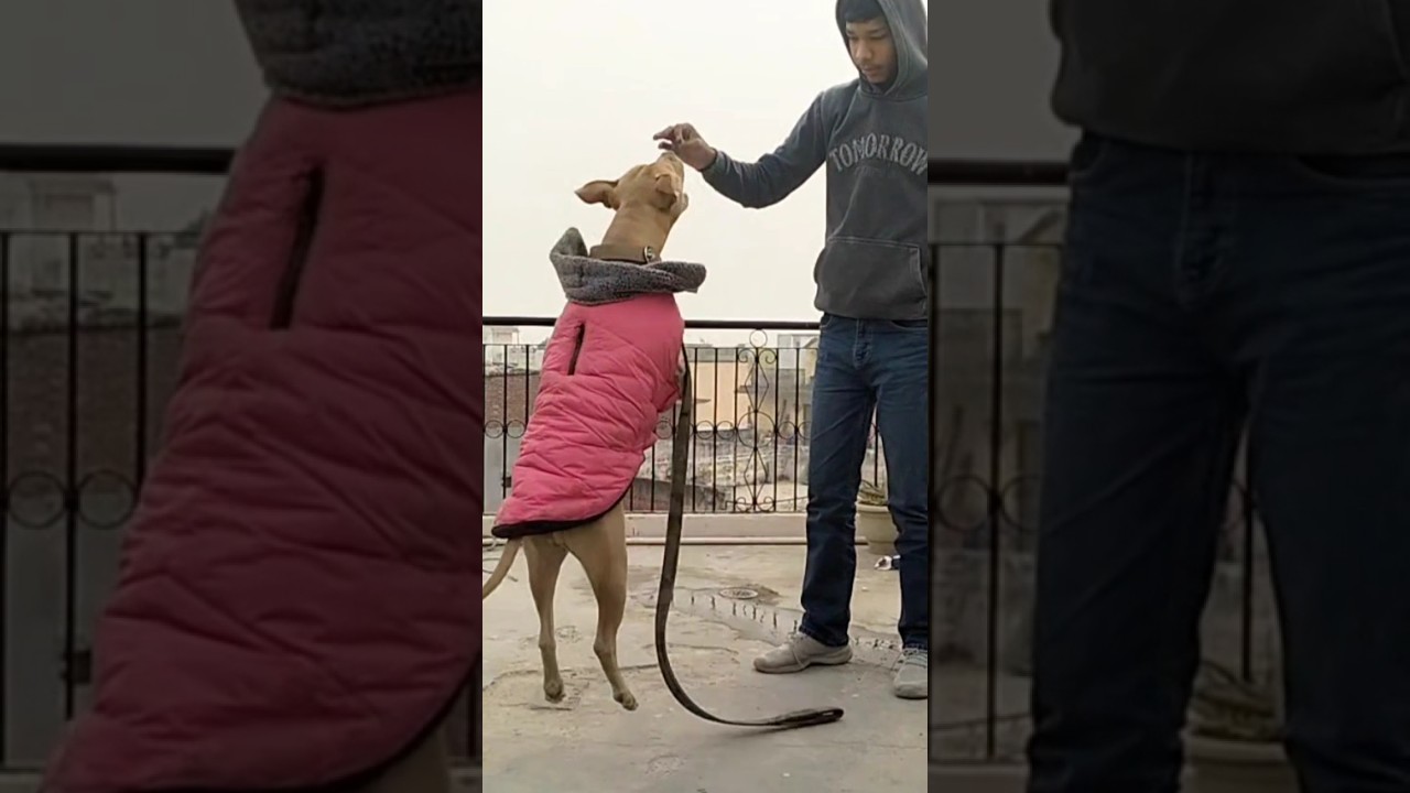 pitbull long jump 🔥🔥viral trending shorts pitbull americanbully 