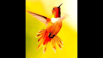 The Irregular Decagon  - Torpor (Official Video)