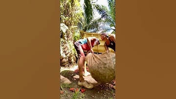 Muat brondolan sawit | buah restan banyak brondolan bikin lemes #shorts