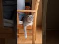 小さな幸せ #シニアライフ #暮らし #cat