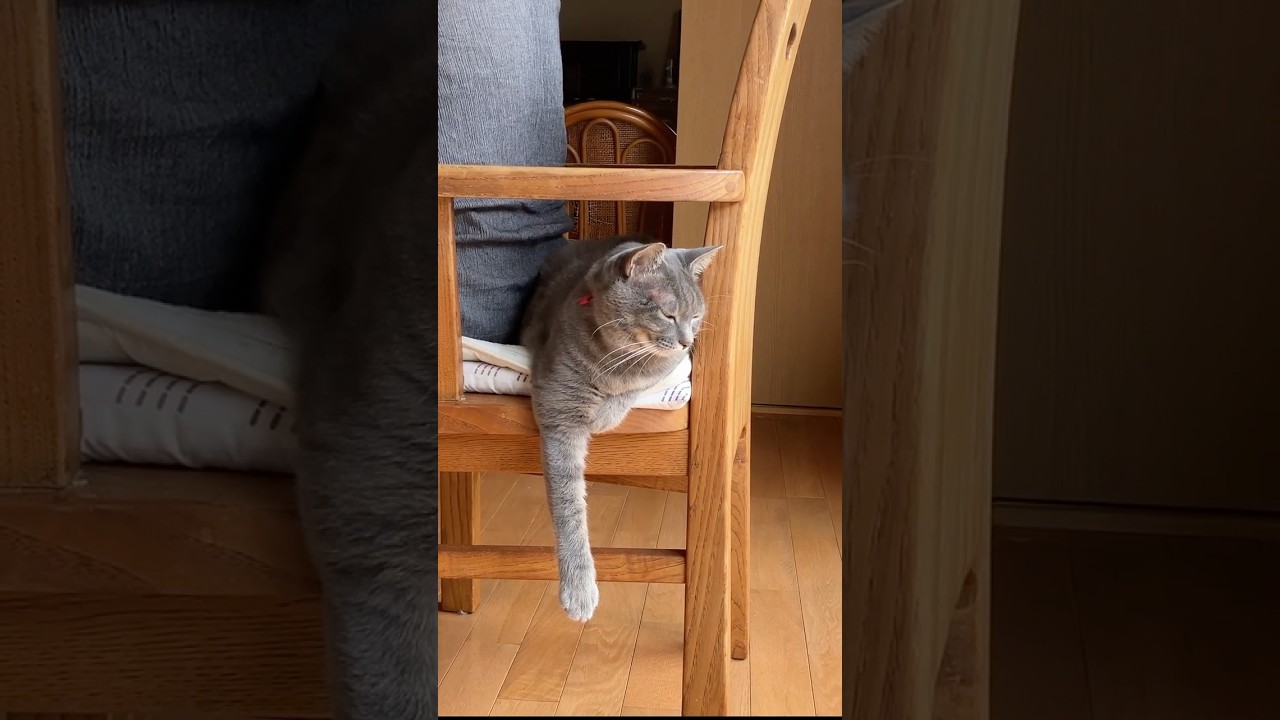 小さな幸せ #シニアライフ #暮らし #cat
