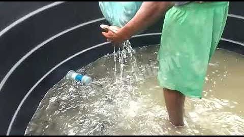 SORTING / TRANSFER OF CATFISH JUVENILE FROM NURSERY POND TO MAIN POND