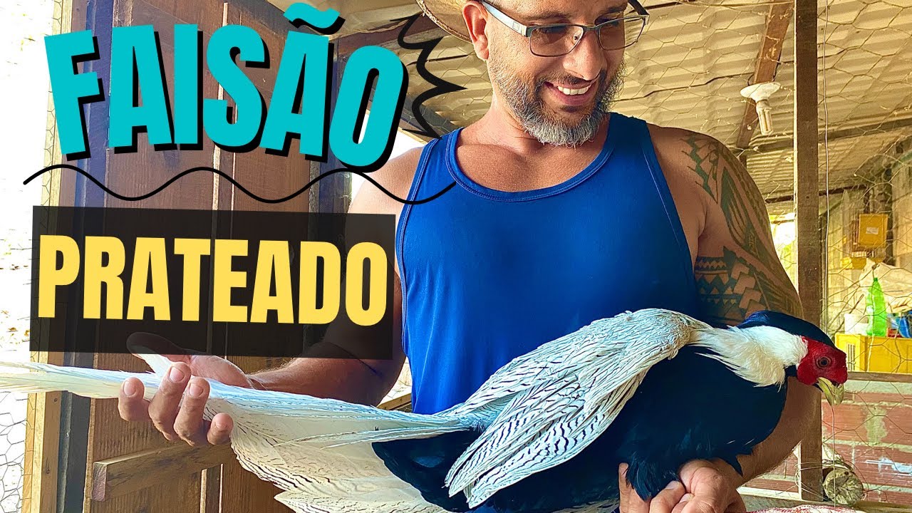 Um pouco sobre o FAISÃO PRATEADO