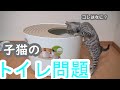 【上から猫トイレ】家中砂だらけだったので子猫の新しいトイレを買いました～