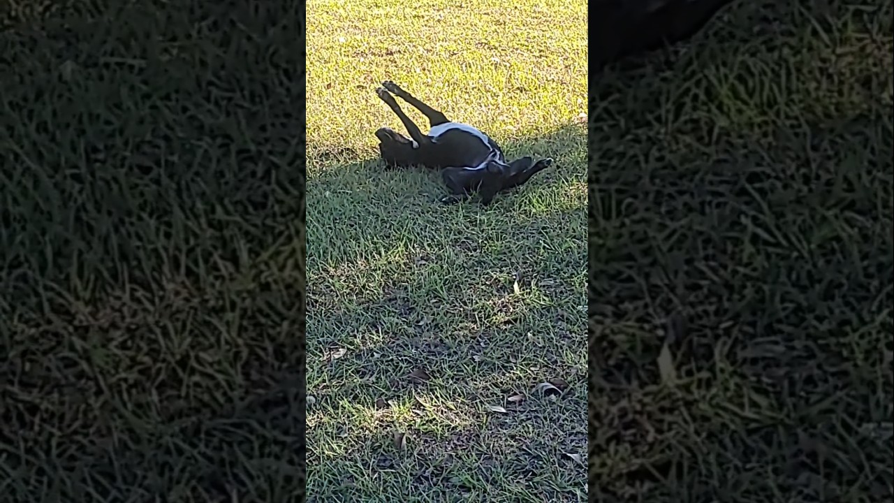 Crazy way my dog sleeps 