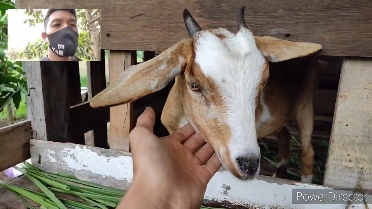 kambing ternakan | belajar menternak baru beli sepasang 