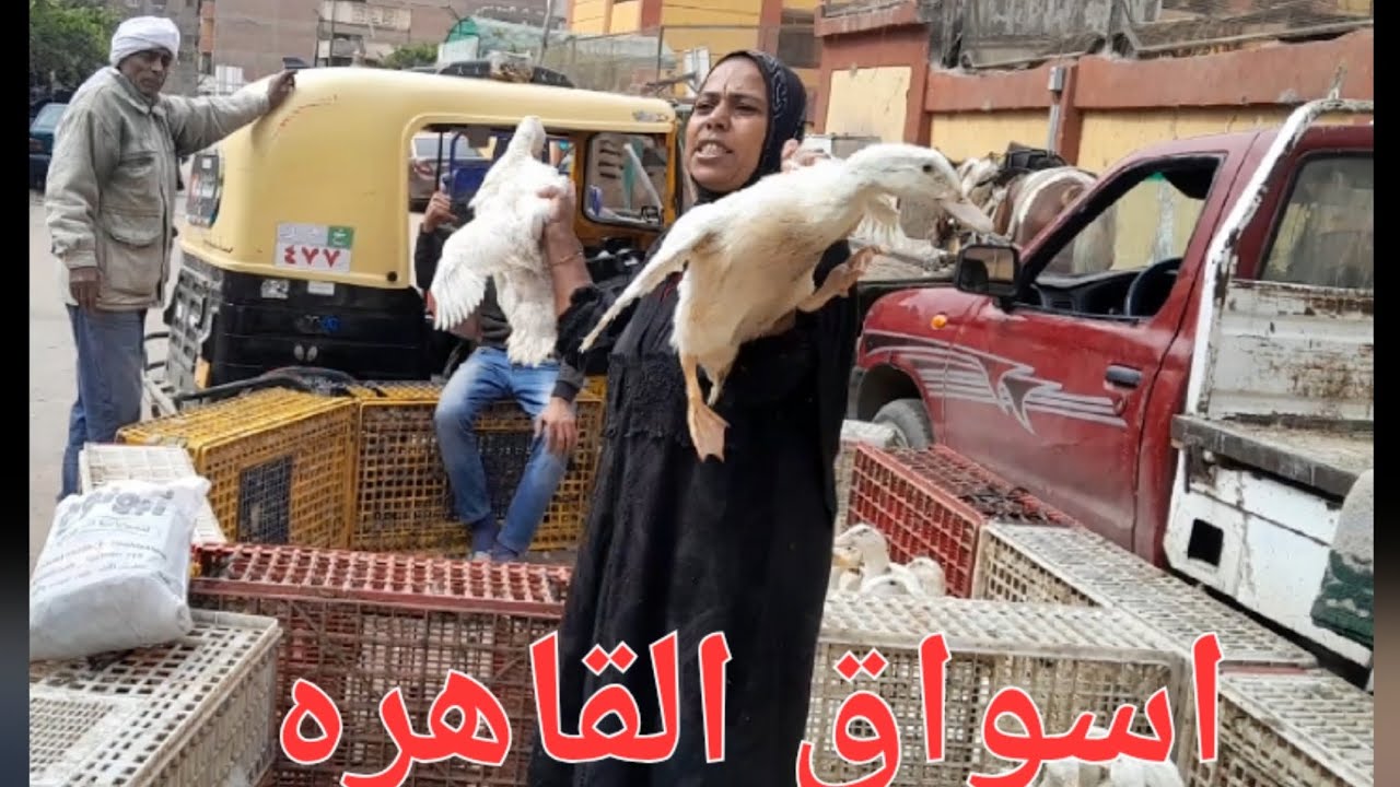 مفاجأه رمضان👌عند ام ذياد ب 50 ج الفرخه 2ك البطه 150 ج👈والخضار والسمك 👈سوق المرج💥يوم الثلاثاء