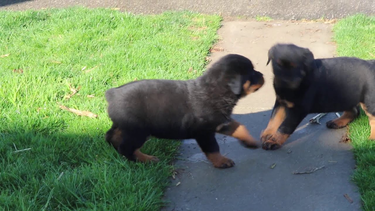 Rottweiler Puppies For Sale - YouTube