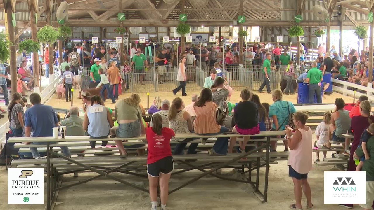 2021 Carroll County 4H Fair Swine Show YouTube