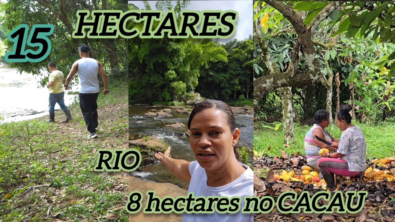 15 HECTARES COM 8 NO CACAU PRODUZINDO 300 @ UM GRANDE RIO   #ilheus #avenda #avendanabahia 
