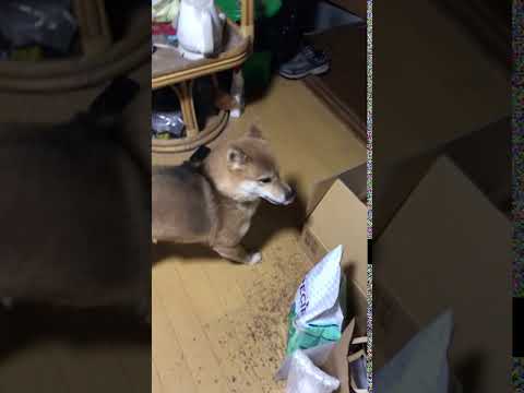 須田弘子ブリーダーからお迎えした柴犬：咲貴ちゃん