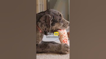 How to stop my dog from chewing things-simple solutions  #dogtraining #petcaretips