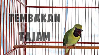 Cucak Ijo Di Jamin Emosi Dengan Pancingan Cucak Ijo Gacor Ngentrok Ini