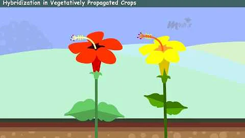 Breeding Methods in Asexually Propagated Crops - I [year-2] - DayDayNews