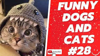 Funny Animal Videos 2022 Best Dogs And Cats Videos 😺😍 # 28