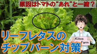 【レタスの栽培】チップバーン対策！原因はこの間のトマトと同じ！？