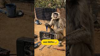 शादी में सिंगर गायब 😂#funny #comedyvideo #shorts #thetharpuns #monkey #dog #funnycomedy