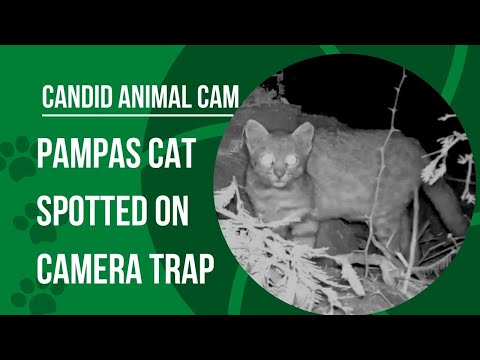 Video: Pampas cat: description of the animal. Interesting information