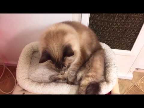 cute cats for sale 7-16-2017 3 pm shelter tour